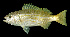  (Lutjanus lutjanus - CIFEFGB LLU-01)  @14 [ ] CreativeCommons - Attribution Non-Commercial (2014) Randall, John E. CIFE