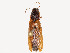  ( - 306-SW-RM1-T-22)  @11 [ ] CreativeCommons - Attribution Share - Alike (2024) CBG Photography Group Centre for Biodiversity Genomics
