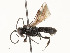  ( - 375-SW-FB4-T-22)  @11 [ ] CreativeCommons - Attribution Share - Alike (2024) CBG Photography Group Centre for Biodiversity Genomics