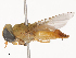  ( - CBG-B22917-G03)  @11 [ ] CreativeCommons - Attribution Share - Alike (2025) CBG Photography Group Centre for Biodiversity Genomics