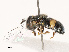  ( - CBG-B22935-E10)  @11 [ ] CreativeCommons - Attribution Share - Alike (2025) CBG Photography Group Centre for Biodiversity Genomics