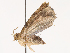  ( - CBG-B07465-B12)  @11 [ ] CreativeCommons - Attribution Share - Alike (2025) CBG Photography Group Centre for Biodiversity Genomics