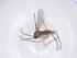  (Bradysia bishopi - CBG-B20808-D03)  @11 [ ] CreativeCommons - Attribution Share - Alike (2025) Centre for Biodiversity Genomics Centre for Biodiversity Genomics