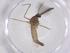  (Culex nebulosus - CBG-B07659-G10)  @11 [ ] CreativeCommons - Attribution Share - Alike (2025) Centre for Biodiversity Genomics Centre for Biodiversity Genomics
