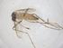  (Mimomyia mediolineata - CBG-B07660-A10)  @11 [ ] CreativeCommons - Attribution Share - Alike (2025) Centre for Biodiversity Genomics Centre for Biodiversity Genomics