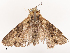  ( - CBG-B14787-E03)  @11 [ ] CreativeCommons - Attribution Share - Alike (2025) CBG Photography Group Centre for Biodiversity Genomics