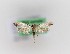 (Tinea laurisilvaella - 0001PF)  @11 [ ] CreativeCommons - Attribution Non-Commercial Share-Alike (2018) Per Falck Zoologisk Museum, Copenhagen