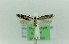  ( - 0127PF)  @11 [ ] CreativeCommons - Attribution Non-Commercial Share-Alike (2018) Per Falck Zoologisk Museum Copenhagen
