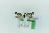  ( - 0399PF)  @11 [ ] CreativeCommons - Attribution Non-Commercial Share-Alike (2018) Per Falck Zoological Museum Copenhagen