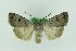  (Caradrina rebeli - 0587PF)  @11 [ ] by-nc-sa (2018) Per Falck Zoologisk Museum Copenhagen