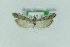  ( - 0621PF)  @11 [ ] by-nc-sa (2018) Per Falck Zoologisk Museum Copenhagen
