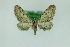  (Eupithecia gomerensis - 0755PF)  @11 [ ] by-nc-sa (2018) Per Falck Zoologisk Museum Copenhagen