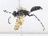  ( - CBG-A08754-F05)  @11 [ ] CreativeCommons - Attribution Share - Alike (2023) CBG Photography Group Centre for Biodiversity Genomics