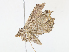  ( - CBG-A08757-G11)  @11 [ ] CreativeCommons - Attribution Share - Alike (2023) CBG Photography Group Centre for Biodiversity Genomics