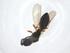  (Coptera occidentalis - CBG-A10250-H10)  @11 [ ] CreativeCommons - Attribution Share - Alike (2023) Centre for Biodiversity Genomics Centre for Biodiversity Genomics