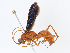  ( - CBG-A10759-A11)  @11 [ ] CreativeCommons - Attribution Share - Alike (2023) CBG Photography Group Centre for Biodiversity Genomics