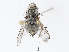  ( - CBG-A10759-C12)  @11 [ ] CreativeCommons - Attribution Share - Alike (2023) CBG Photography Group Centre for Biodiversity Genomics
