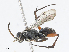  ( - CBG-A10760-C05)  @11 [ ] CreativeCommons - Attribution Share - Alike (2023) CBG Photography Group Centre for Biodiversity Genomics