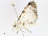  ( - CBG-A10760-F04)  @11 [ ] CreativeCommons - Attribution Share - Alike (2023) CBG Photography Group Centre for Biodiversity Genomics