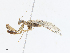  ( - CBG-A10782-A01)  @11 [ ] CreativeCommons - Attribution Share - Alike (2023) CBG Photography Group Centre for Biodiversity Genomics