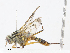  ( - CBG-A10783-B08)  @11 [ ] CreativeCommons - Attribution Share - Alike (2023) CBG Photography Group Centre for Biodiversity Genomics