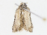  ( - CBG-A10821-D01)  @11 [ ] CreativeCommons - Attribution Share - Alike (2023) CBG Photography Group Centre for Biodiversity Genomics