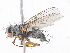  ( - CBG-A10823-H03)  @11 [ ] CreativeCommons - Attribution Share - Alike (2023) CBG Photography Group Centre for Biodiversity Genomics