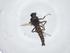  (Forcipomyia sp. 17 - CBG-A12706-F09)  @11 [ ] CreativeCommons - Attribution Share - Alike (2023) Centre for Biodiversity Genomics Centre for Biodiversity Genomics