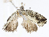  ( - CBG-A13327-F06)  @11 [ ] CreativeCommons - Attribution Share - Alike (2023) CBG Photography Group Centre for Biodiversity Genomics