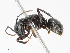  ( - CBG-A13327-F11)  @11 [ ] CreativeCommons - Attribution Share - Alike (2023) CBG Photography Group Centre for Biodiversity Genomics