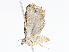  ( - CBG-A13327-G01)  @11 [ ] CreativeCommons - Attribution Share - Alike (2023) CBG Photography Group Centre for Biodiversity Genomics