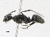  ( - CBG-A13344-B09)  @11 [ ] CreativeCommons - Attribution Share-Alike (2023) CBG Photography Group Centre for Biodiversity Genomics