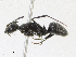  ( - CBG-A13344-B09)  @11 [ ] CreativeCommons - Attribution Share - Alike (2023) CBG Photography Group Centre for Biodiversity Genomics