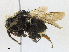  ( - CBG-A15019-B03)  @11 [ ] CreativeCommons - Attribution Share - Alike (2023) CBG Photography Group Centre for Biodiversity Genomics