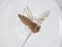  (Tanypus sp. TANYPUS - CBG-A16088-B05)  @11 [ ] CreativeCommons - Attribution Share - Alike (2023) Centre for Biodiversity Genomics Centre for Biodiversity Genomics
