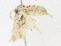  ( - CBG-A16657-A12)  @11 [ ] CreativeCommons - Attribution Share - Alike (2023) CBG Photography Group Centre for Biodiversity Genomics
