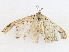  ( - CBG-A16657-B01)  @11 [ ] CreativeCommons - Attribution Share - Alike (2023) CBG Photography Group Centre for Biodiversity Genomics