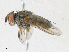  ( - CBG-A17509-B09)  @11 [ ] CreativeCommons - Attribution Share - Alike (2023) CBG Photography Group Centre for Biodiversity Genomics