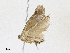  ( - CBG-A17509-C08)  @11 [ ] CreativeCommons - Attribution Share - Alike (2023) CBG Photography Group Centre for Biodiversity Genomics