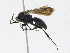  ( - CBG-A17517-A07)  @11 [ ] CreativeCommons - Attribution Share - Alike (2023) CBG Photography Group Centre for Biodiversity Genomics
