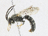 ( - CBG-A17520-E03)  @11 [ ] CreativeCommons - Attribution Share - Alike (2023) CBG Photography Group Centre for Biodiversity Genomics