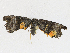  ( - CBG-A17521-D02)  @11 [ ] CreativeCommons - Attribution Share - Alike (2023) CBG Photography Group Centre for Biodiversity Genomics