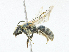  ( - CBG-A13262-G12)  @11 [ ] CreativeCommons - Attribution Share-Alike (2023) CBG Photography Group Centre for Biodiversity Genomics