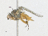  ( - CBG-A16659-D01)  @11 [ ] CreativeCommons - Attribution Share-Alike (2023) CBG Photography Group Centre for Biodiversity Genomics