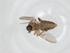  (Forcipomyia bikanni - CBG-A17370-H10)  @11 [ ] CreativeCommons - Attribution Share - Alike (2023) Centre for Biodiversity Genomics Centre for Biodiversity Genomics