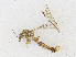  ( - CBG-A17511-E06)  @11 [ ] CreativeCommons - Attribution Share-Alike (2023) CBG Photography Group Centre for Biodiversity Genomics