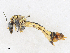  ( - CBG-A17522-H05)  @11 [ ] CreativeCommons - Attribution Share - Alike (2023) CBG Photography Group Centre for Biodiversity Genomics