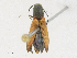  ( - CBG-A18366-G03)  @11 [ ] CreativeCommons - Attribution Share - Alike (2023) CBG Photography Group Centre for Biodiversity Genomics