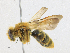  ( - CBG-A18398-E05)  @11 [ ] CreativeCommons - Attribution Share-Alike (2023) CBG Photography Group Centre for Biodiversity Genomics