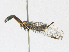 ( - CBG-A17513-A10)  @11 [ ] CreativeCommons - Attribution Share - Alike (2023) CBG Photography Group Centre for Biodiversity Genomics